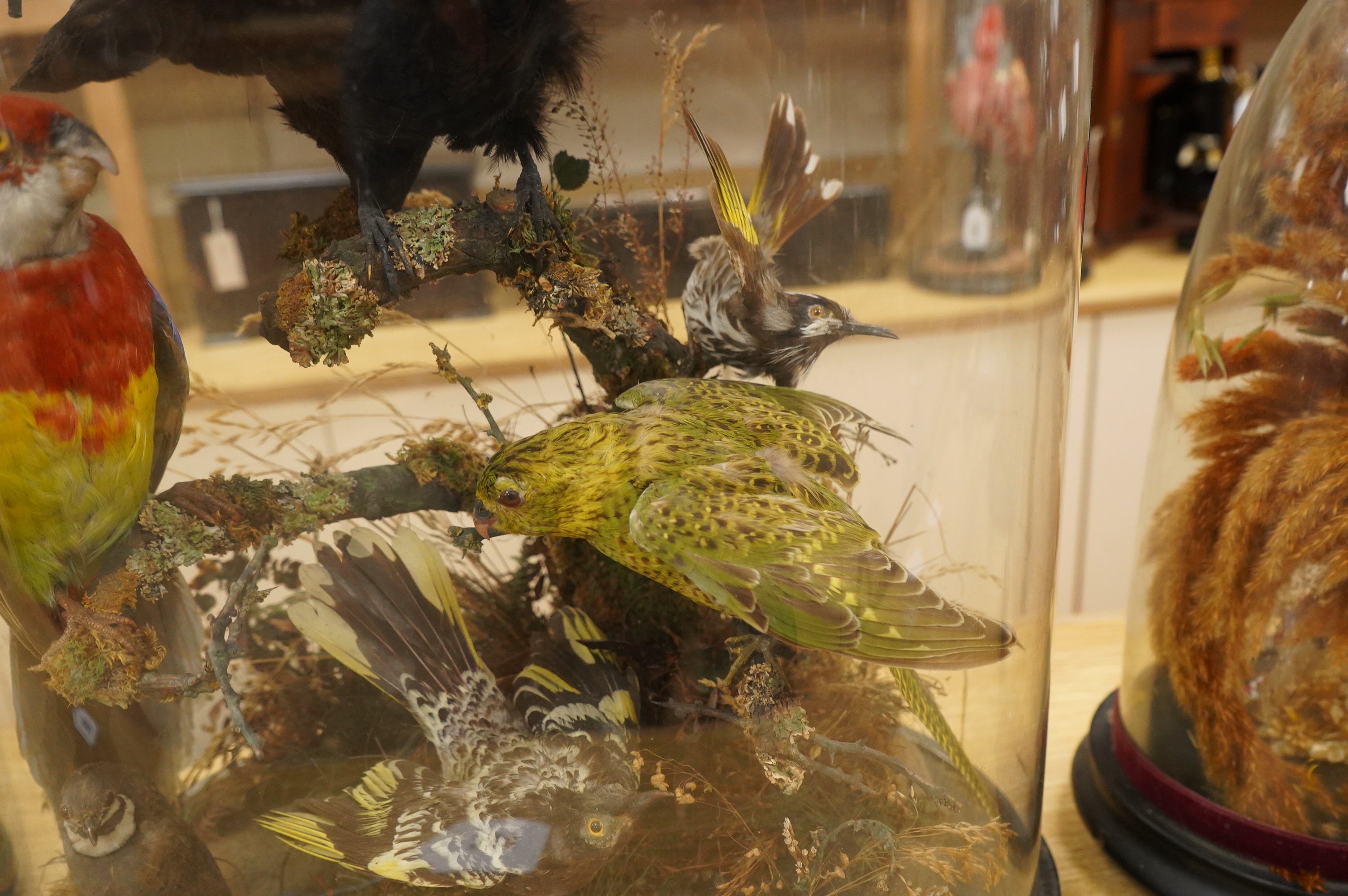 A Victorian taxidermy display of exotic birds including an Eastern Rosella, a Turquoise Parrot, a Night Parrot, etc., contained within a domed case with ebonised base, 70cm high, 40cm wide